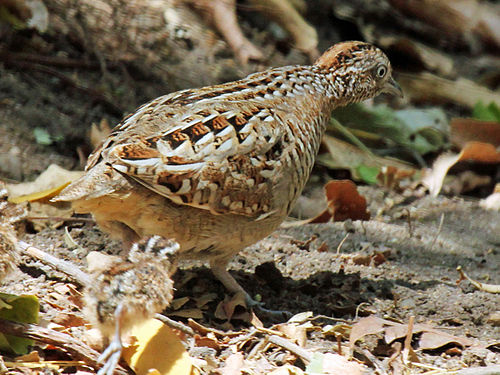 Madagascan buttonquail